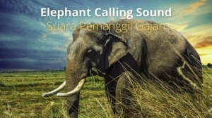 Elephant Calling Sound