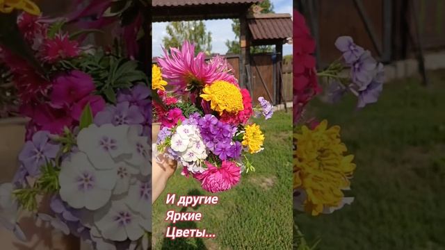 Сделала букет для бабушки  цветы со своей клумбы – подарок на день рождения