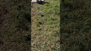 Утро в деревне. Мама и дети управляются на хозяйстве. Хозяйство в Сибири. Козы, куры, цыплята