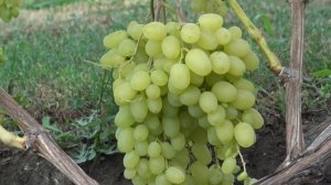 Виноград кишмиш Цимус