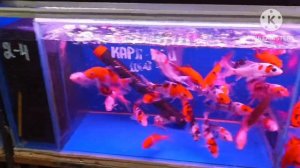 Рынок Садовод_Цены птичьего рынка на 27.01.2024