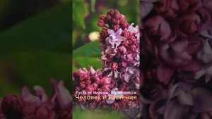 «Русская сирень». Колесников