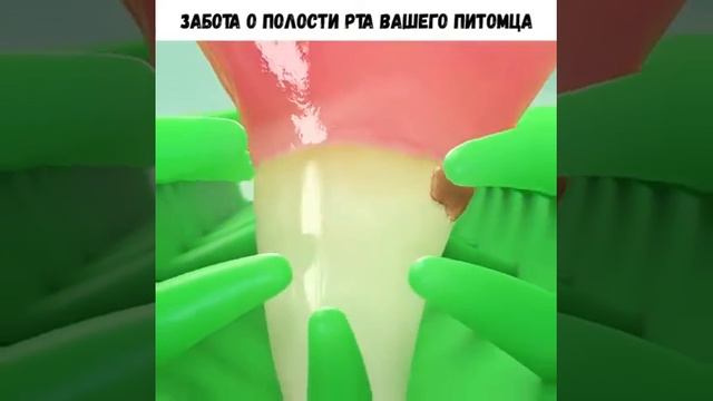ЗУБНАЯ ЩЁТКА ДЛЯ СОБАК - ДЛЯ ЛЕГКОГО И БЫСТРОГО НАБОРА ВОДЫ смотреть онлайн