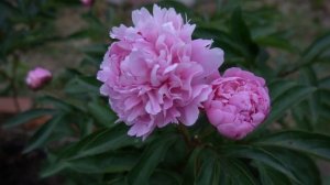 Пион ЯУЗА- Yauza (Краснова)