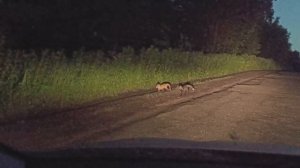 Лисята на дороге.