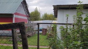 Налёт на курятник в сентябре, все птички уничтожены. Сентябрь 2024