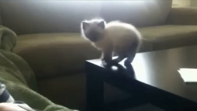 Jumping Kitten Fail - Hilarious Leap from Table to Couch!   Смешной котёнок - прыгучий