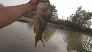 РЫБАЛКА НА ПЕРЕСОХШЕМ ВОДОЁМЕ. 10 килограмм рыбы на Кастинговую сеть!!!