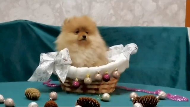 Щенки шпица