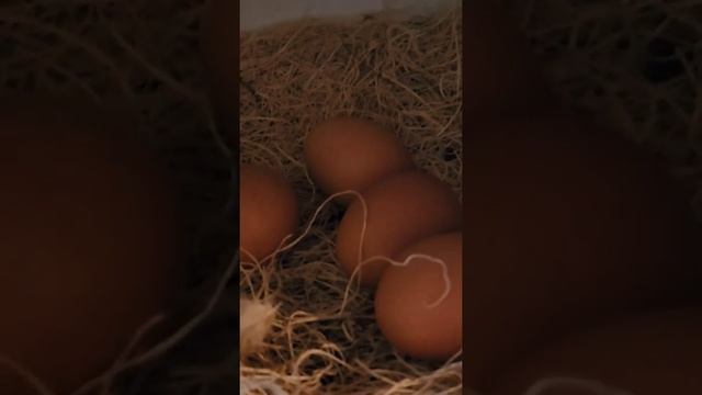 МОИ КУРОЧКИ смотреть онлайн