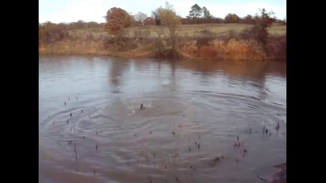 собака ловит рыбу смотреть онлайн