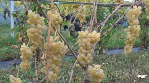 Виноград Искорка