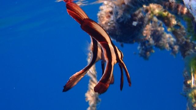 Пара молодых Платаксов.Марса Мубарак. Марса Алам. IBEROTEL Costa Mares. С Лилия Драч.Декабрь 2024.