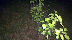 Не о чем и обо всем. Вечер за городом. Цветы,🥀 Трава и всякая ерунда.. огородник я так себе...