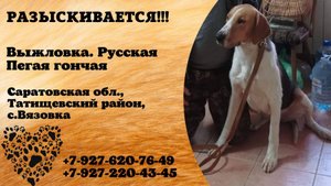 Пропала собака! Выжловка. Русская Пегая гончая.  Саратовская обл, Татищевский р-н, с. Вязовка