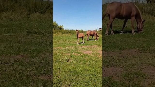 Встретили милого жеребёнка – по дороге домой. Деревенский отдых и путешествия