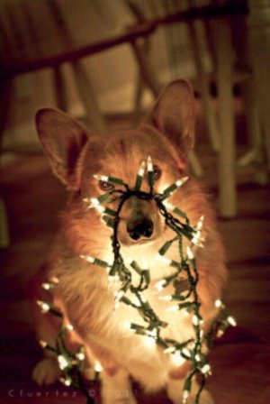 долгожданные реборны