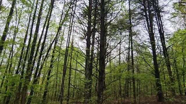 ДЯТЛЫ АТАКУЮТ МОИ ПАЛЬМЫ / ПЕНИЕ ПТИЦ В ЛЕСУ / КУРОЧКИ / ДЕРЕВЕНСКАЯ ЖИЗНЬ В АМЕРИКЕ. смотреть онлайн