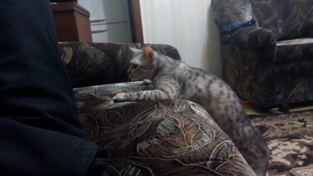 злая кошка Силена смотреть онлайн