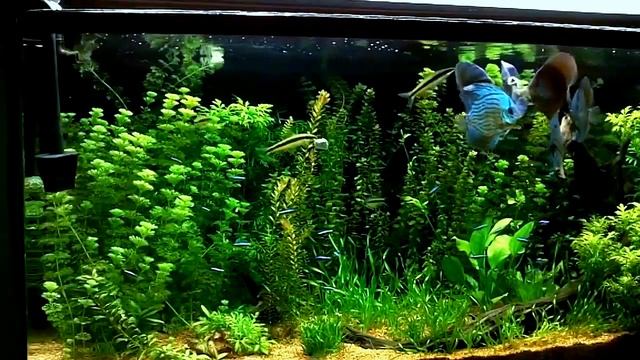 Аквариум моего приятеля. смотреть онлайн