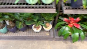 Rare Plant 🪴 Finds at Lowes! Costa Farms Trending Tropicals Collection & Urban Jungle Houseplants