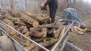 Распиловка дрова бензопилой stihl ms310 . Сухая акация