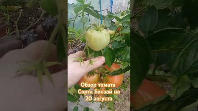 Обзор томата сорта Банзай за лето. 20 августа. #огород #помидоры #дача