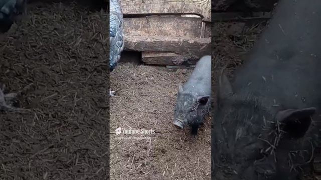 Курица навела внезапно суету