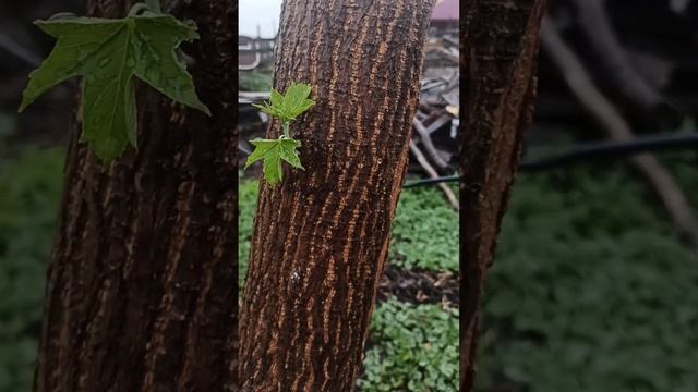 Невероятное чудо произошло на Алтае в огороде. После жары пошёл дождь и наши столбики расцвели