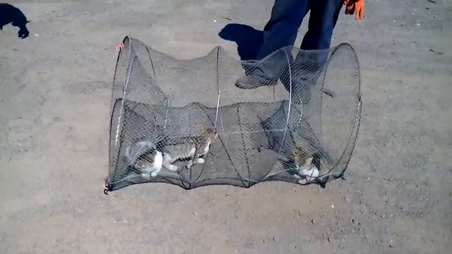Кошколовка
