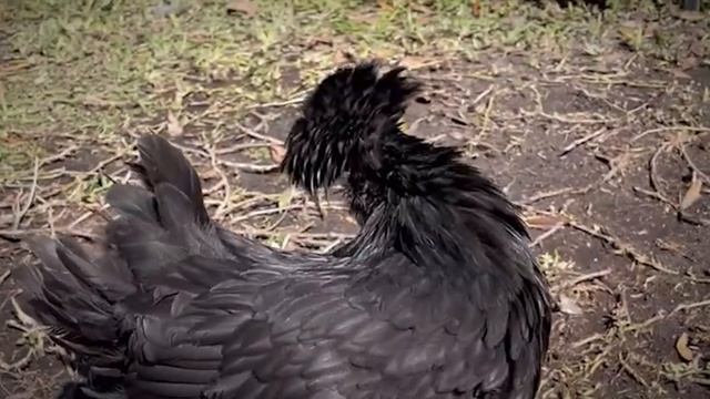 20 Chicken Breeds That Are Born Only Once In a Thousand Years