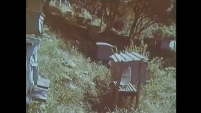 Современные методы содержания и разведения пчёл. Фильм СССР | Пчеловодство | Beekeeping
