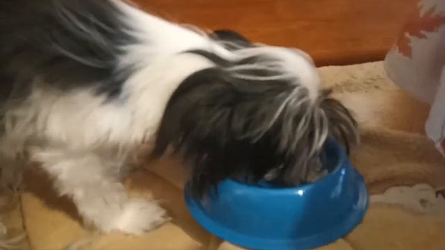 Кевин ест варёную курицу смотреть онлайн