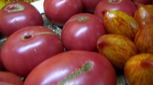 Томаты "ИТАЛЬЯНЦЫ" покорили мое сердце! Томат Ужин Контадино выращиваю в Сибири второй год.