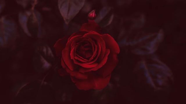 Прости меня - стих для одной... смотреть онлайн