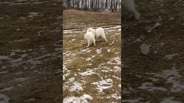 #samoed #самоедскаялайка #dog #самоед #самоеды #собака #самоедскаясобака