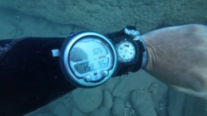 🤿Дайвинг на Черном море. (Лазаревское)🤿