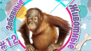 ХВОСТАТЫЕ И СМЕШНЫЕ: ВЕСЁЛАЯ ВИДЕОПОДБОРКА ПРО ЖИВОТНЫХ/ НОВЫЕ ПРИКОЛЫ 2023 / СМЕШНЫЕ ЖИВОТНЫЕ #12