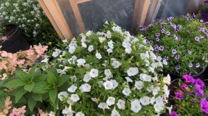 Петунии 2024. Виста, фанфае, каскадиас и другие #дача #сад #огород #петуния #garden #цветы