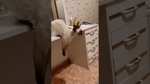 КОШКА-КЕНГУРУ #нашакошкапальма