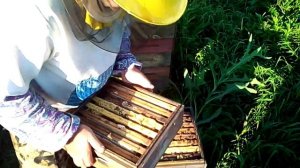 сборные отводки от середины июля до конца августа.