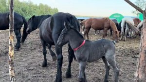 Молодой жеребец в табуне