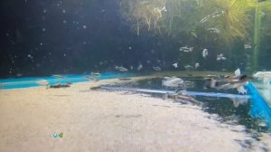 IS THIS THE BEST ALGAE EATER ? | Panda Garra (Garra Flavatra)