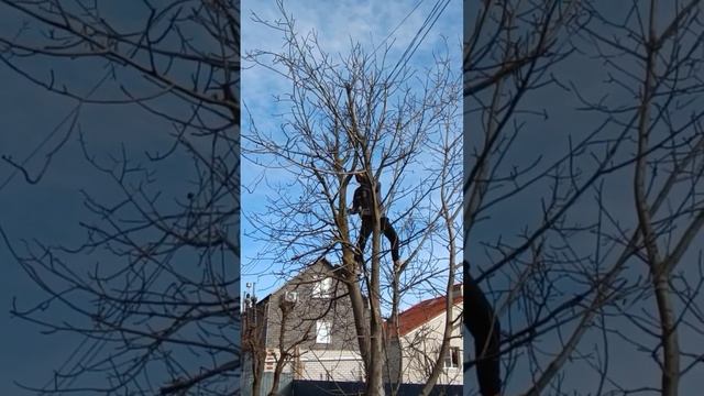 Маленькая цепная пила Hantel  на кронировании большого ореха #chainsaw #hantel #бензопила