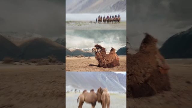 Кого вы можете встретить в Индийских Гималаях? #ладакх #гималаи #горы #индия #путешествия смотреть онлайн