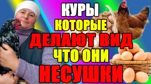 Куры, которые ДЕЛАЮТ ВИД, что они несушки.