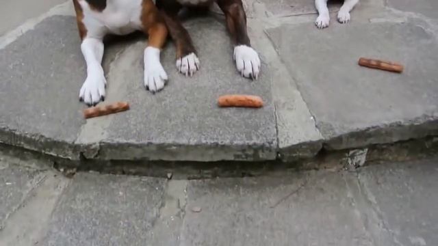 Small but fast! The Sausage Thief! Elmo Staffy The Greedy Chihuahua from Staffy Lover смотреть онлайн