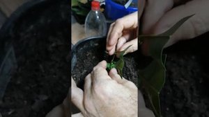 Прививаем веточку мандарина