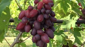 Виноград Талдун