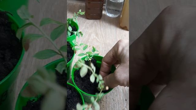 Черенкование голубики.